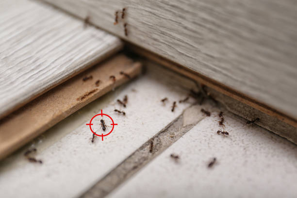 Best Termite Control Services  in Bardstown, KY